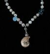 Beautiful South Dakota Fossil Ammonite Necklace #15791-1